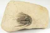 Spiny Leonaspis Trilobite - Foum Zguid, Morocco #204438-1